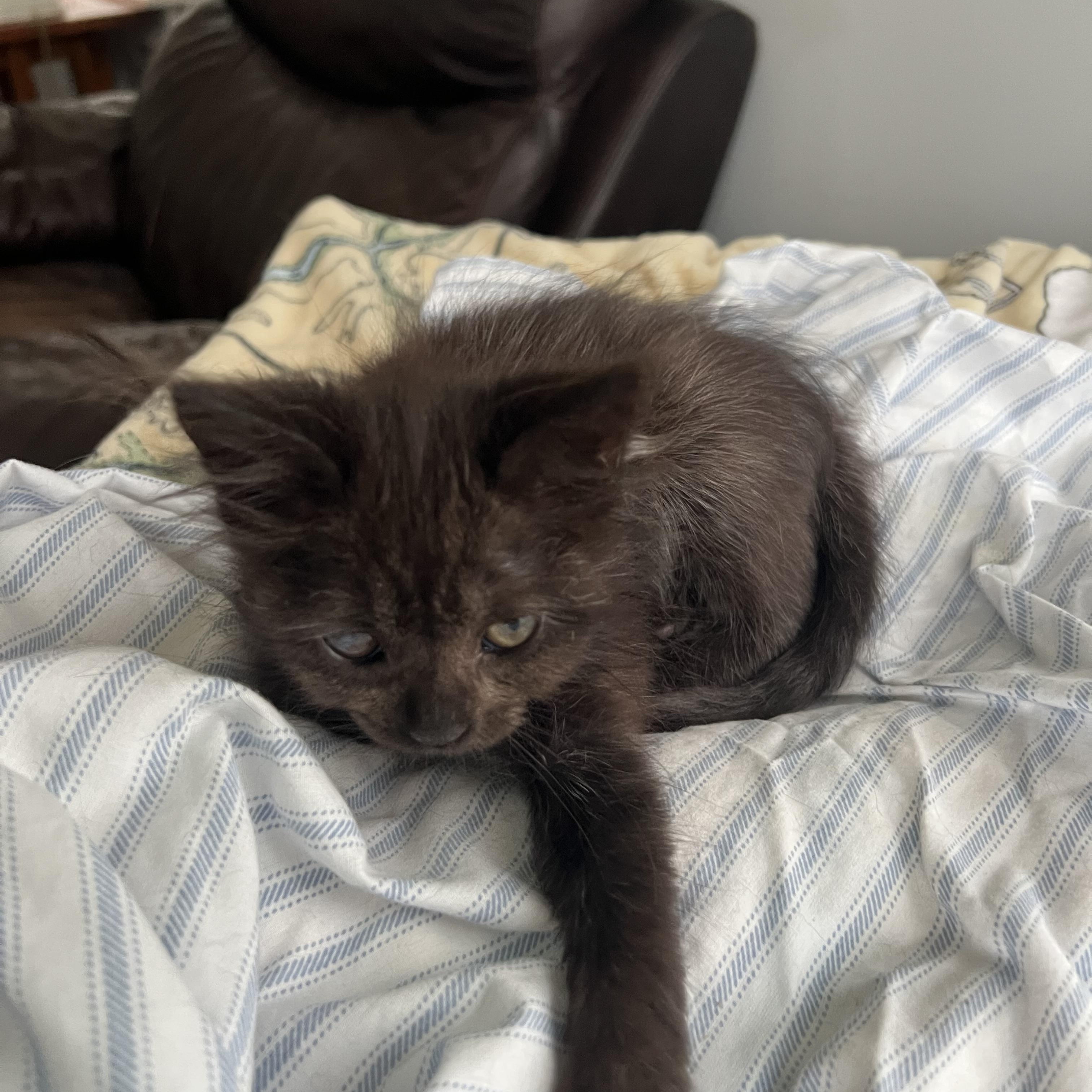 Enlarge Olive, an adopted Domestic Medium Hair in Oriental, NC image 3/5
