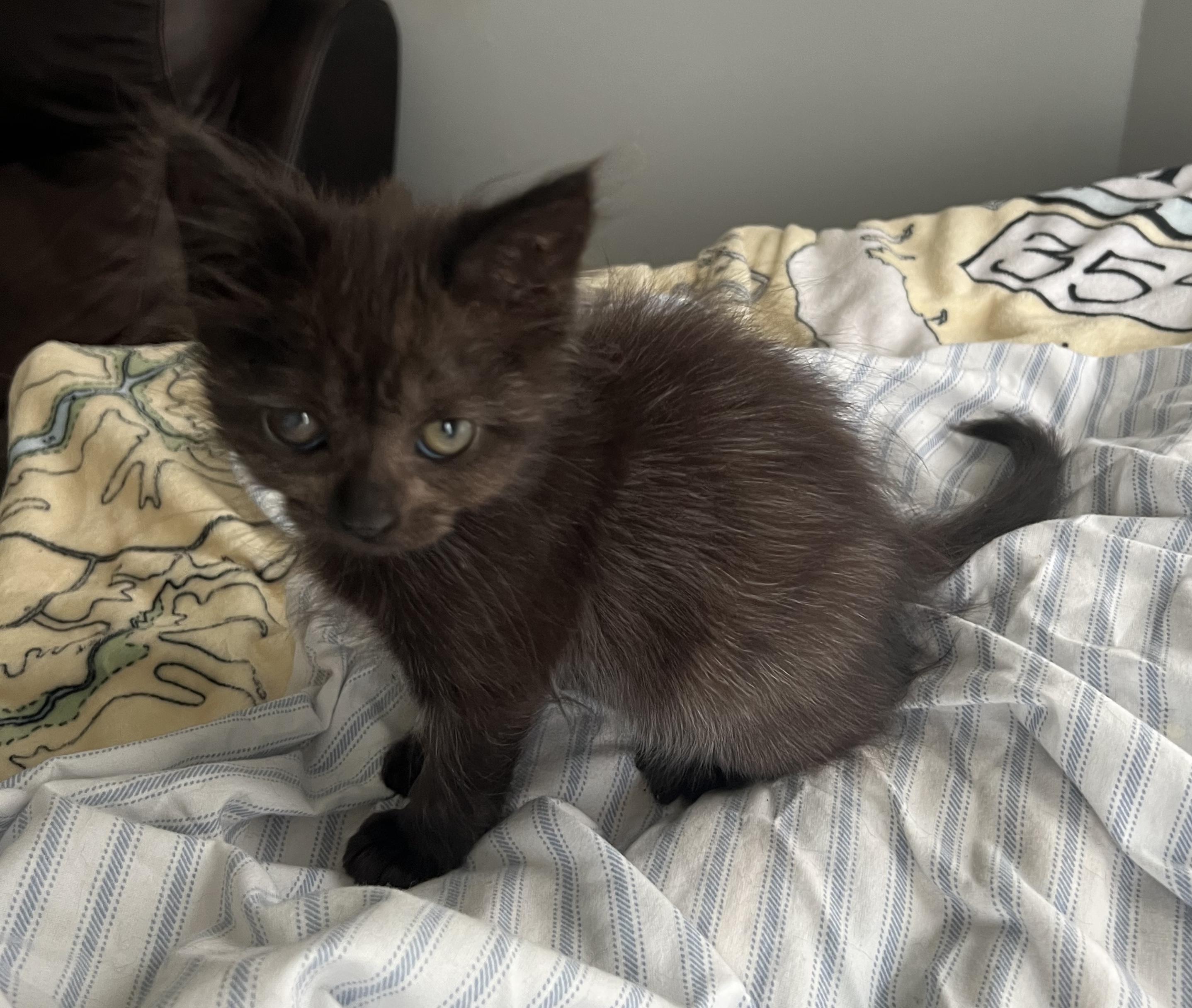 Enlarge Olive, an adopted Domestic Medium Hair in Oriental, NC image 5/5