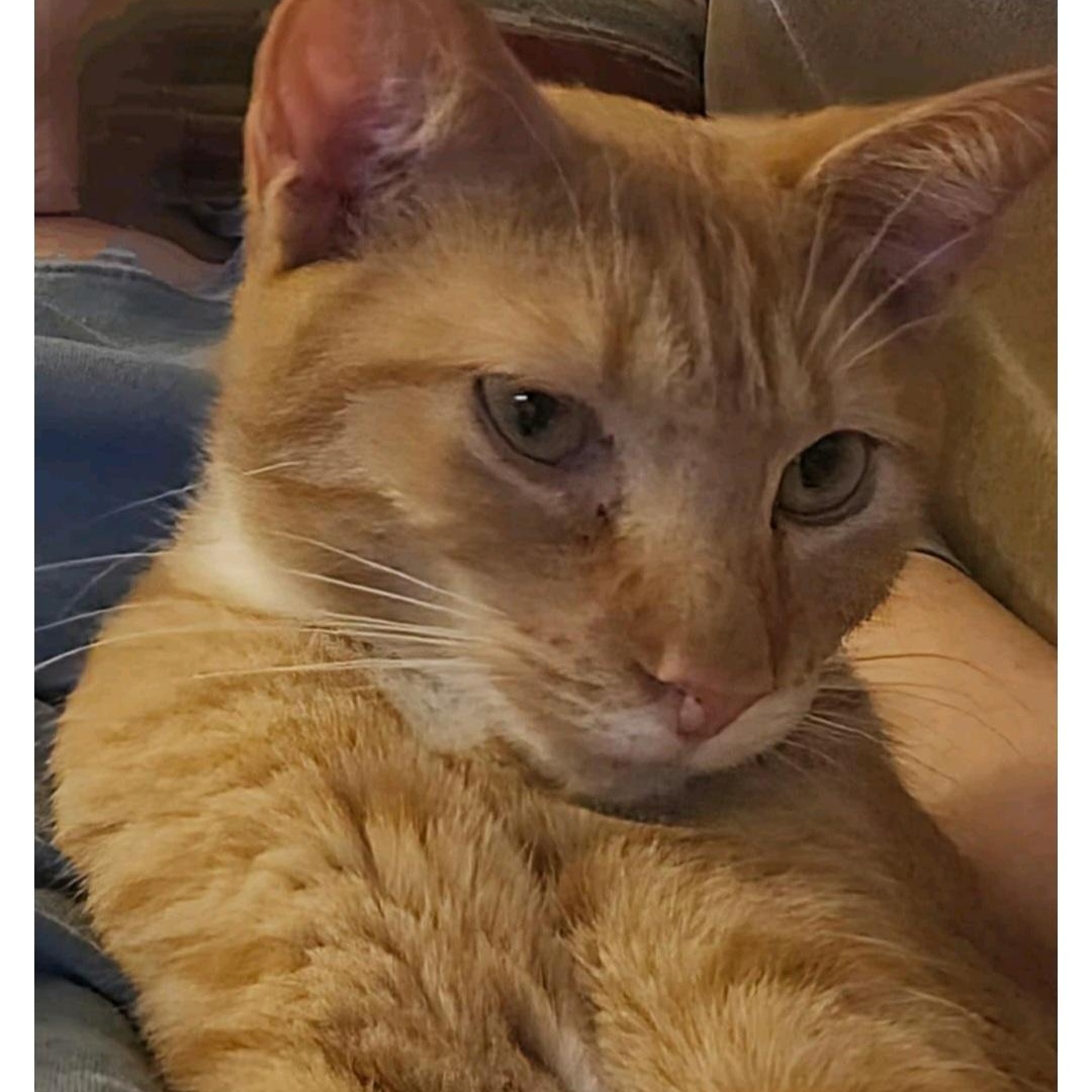 Kenny, a Adoptable Domestic Short Hair in Lumberton, NC image 2/3