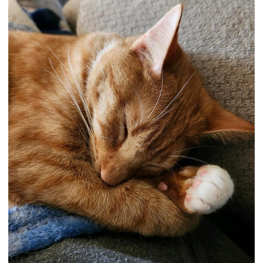 Kenny, a Adoptable Domestic Short Hair in Lumberton, NC image 3/3