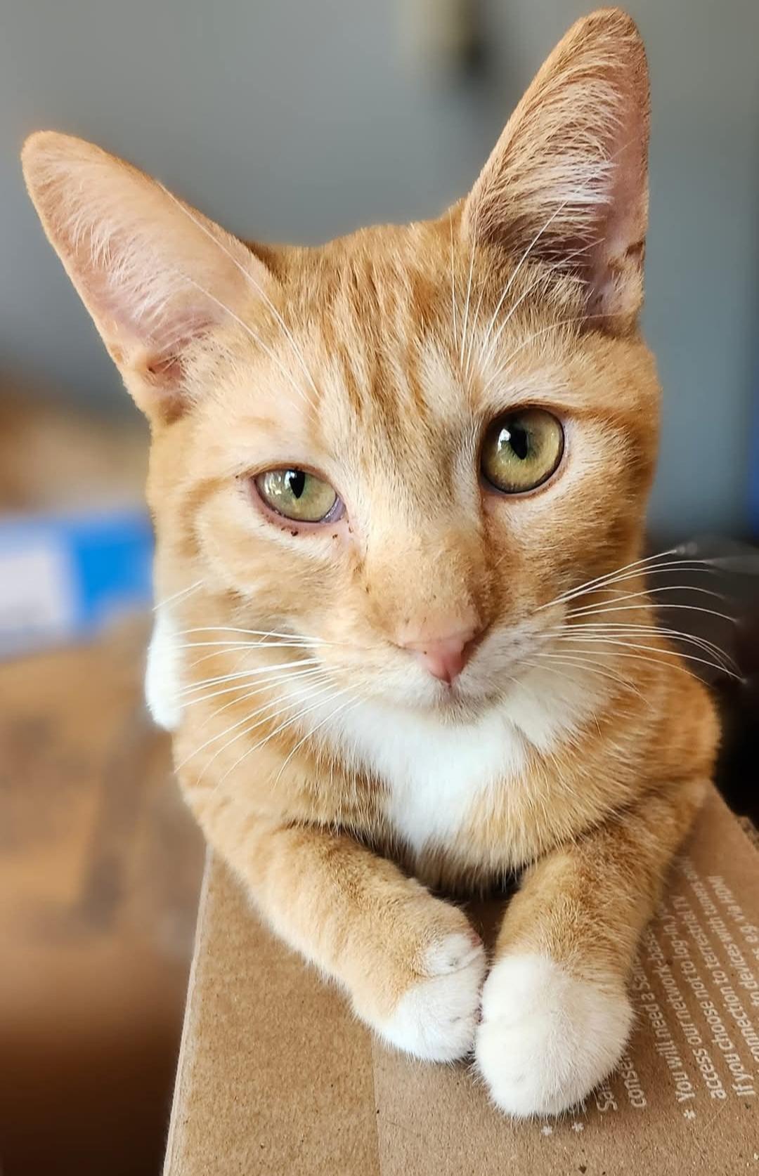 Kenny, a Adoptable Domestic Short Hair in Lumberton, NC image 1/3