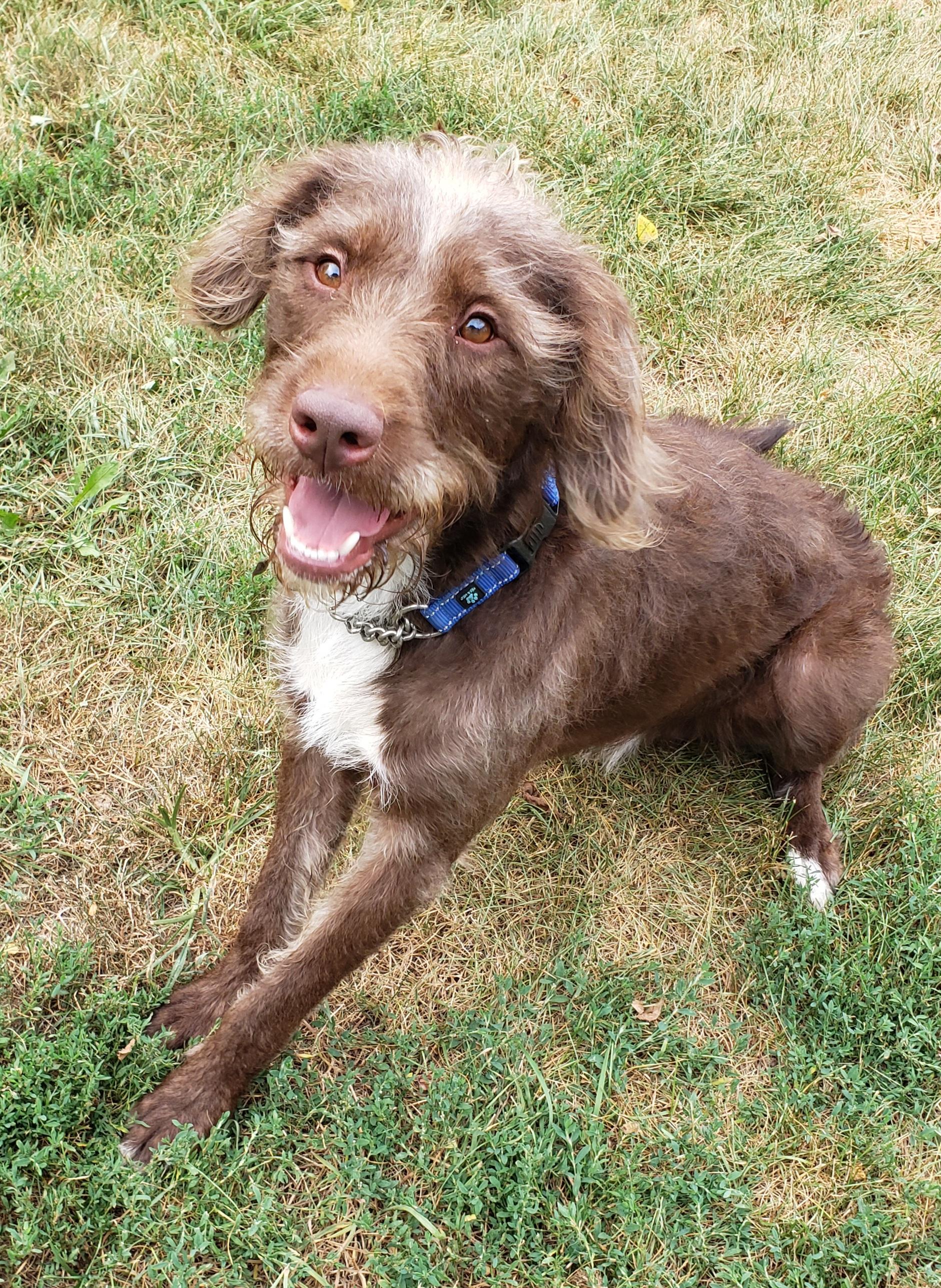 Bear, Adoptable, Adult Male Weimaraner & Standard Poodle.