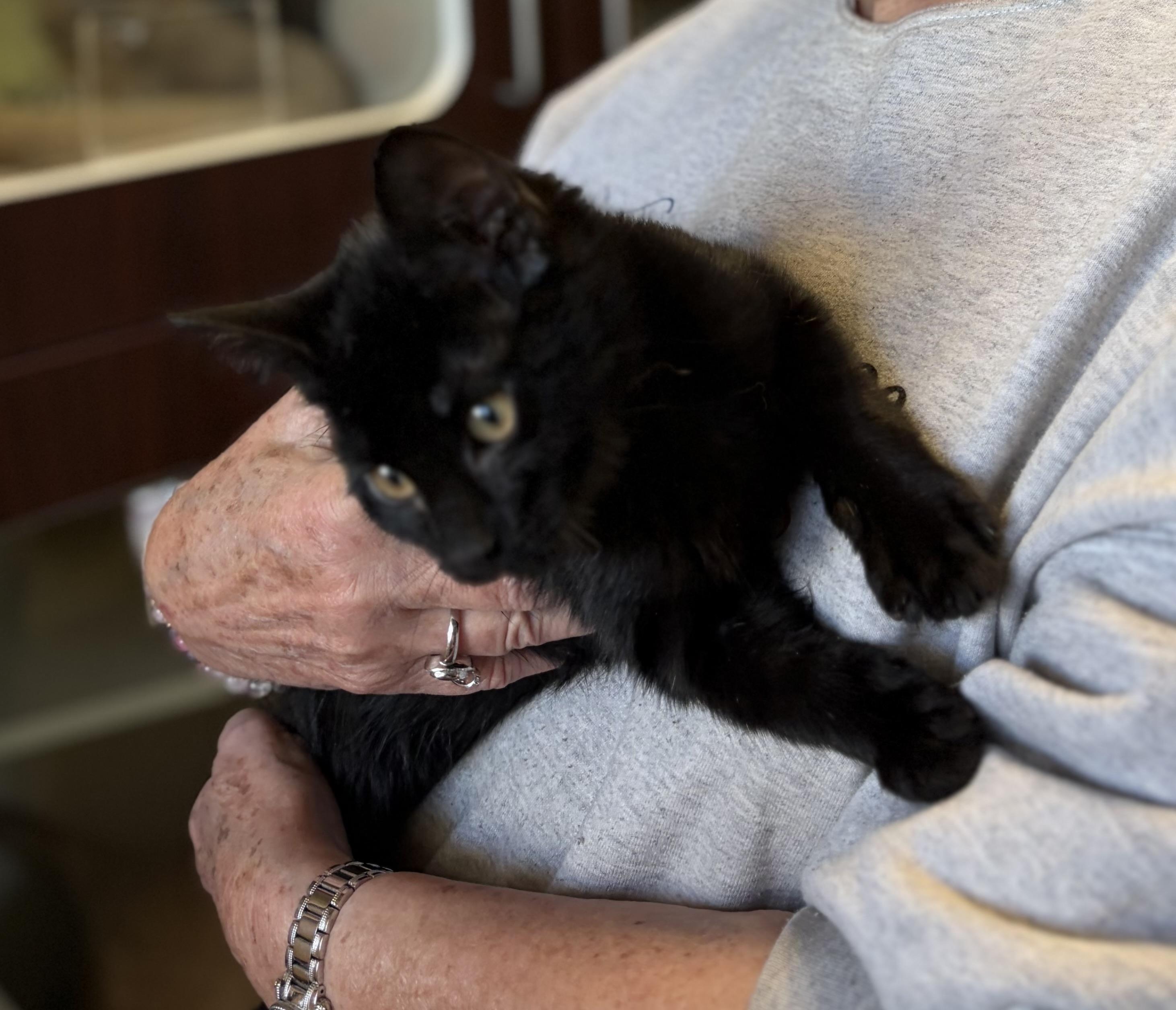 Enlarge Mocha, a ADOPTABLE Domestic Short Hair in Somerset, NJ image 2/4