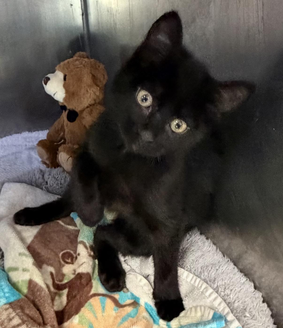 Enlarge Mocha, a ADOPTABLE Domestic Short Hair in Somerset, NJ image 4/4