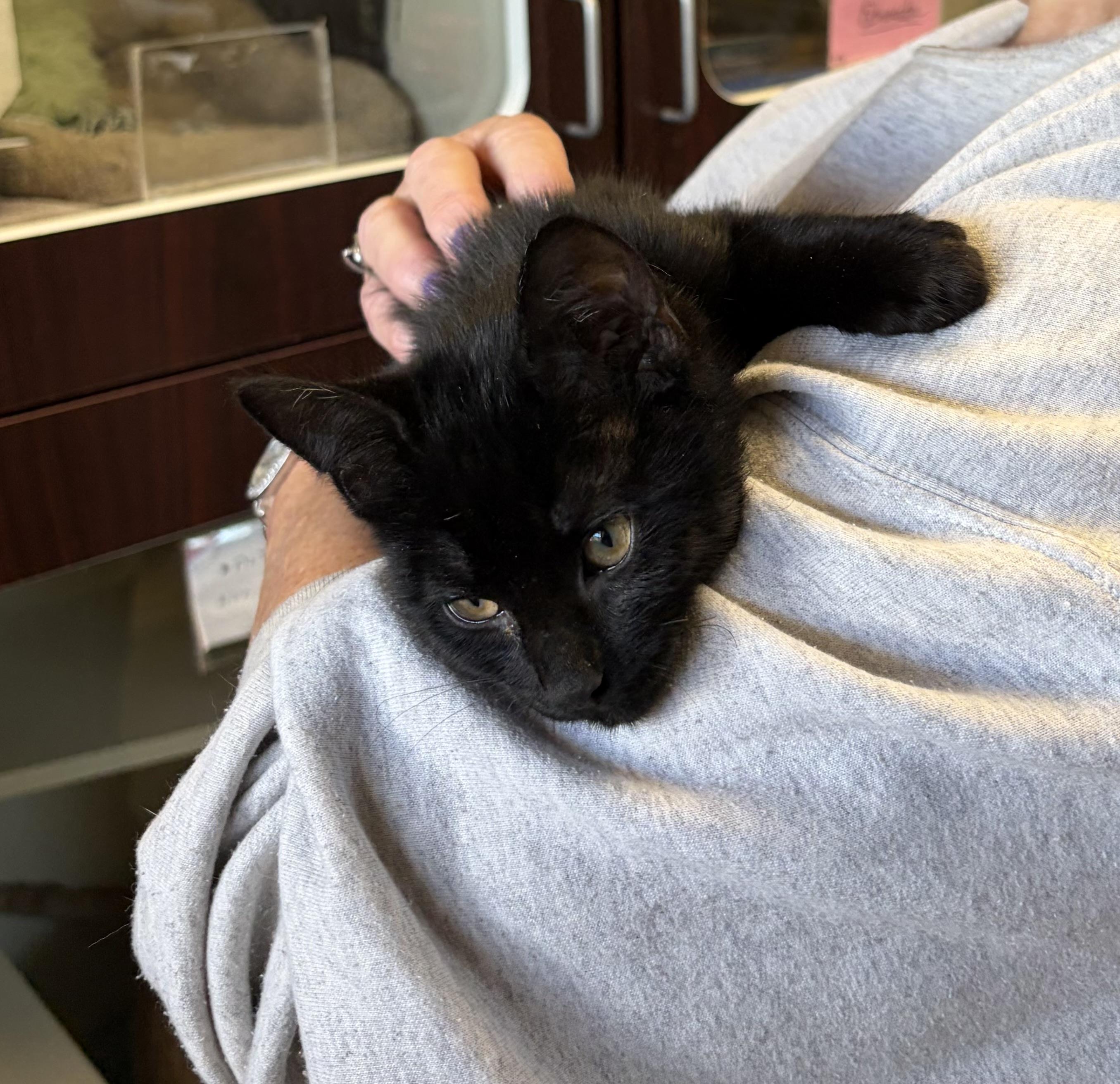Enlarge Mocha, a ADOPTABLE Domestic Short Hair in Somerset, NJ image 3/4