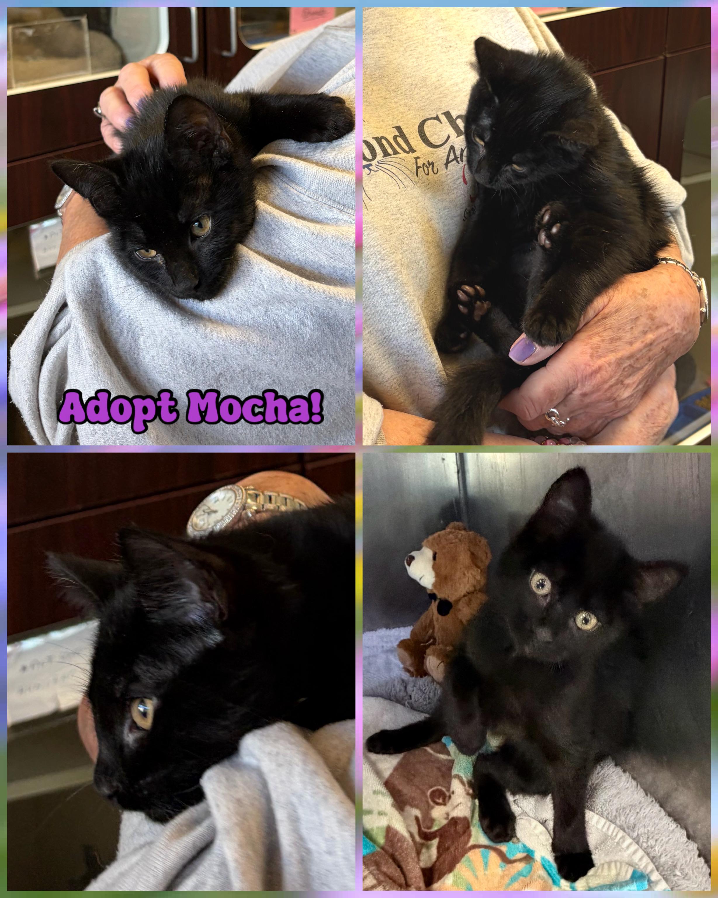 Mocha, ADOPTABLE, Kitten Male Domestic Short Hair.