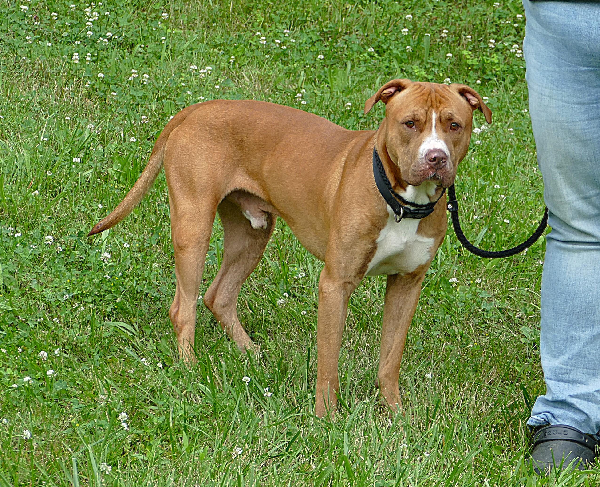 FINN, a ADOPTABLE mixed breed in Beechbottom, WV image 3/4