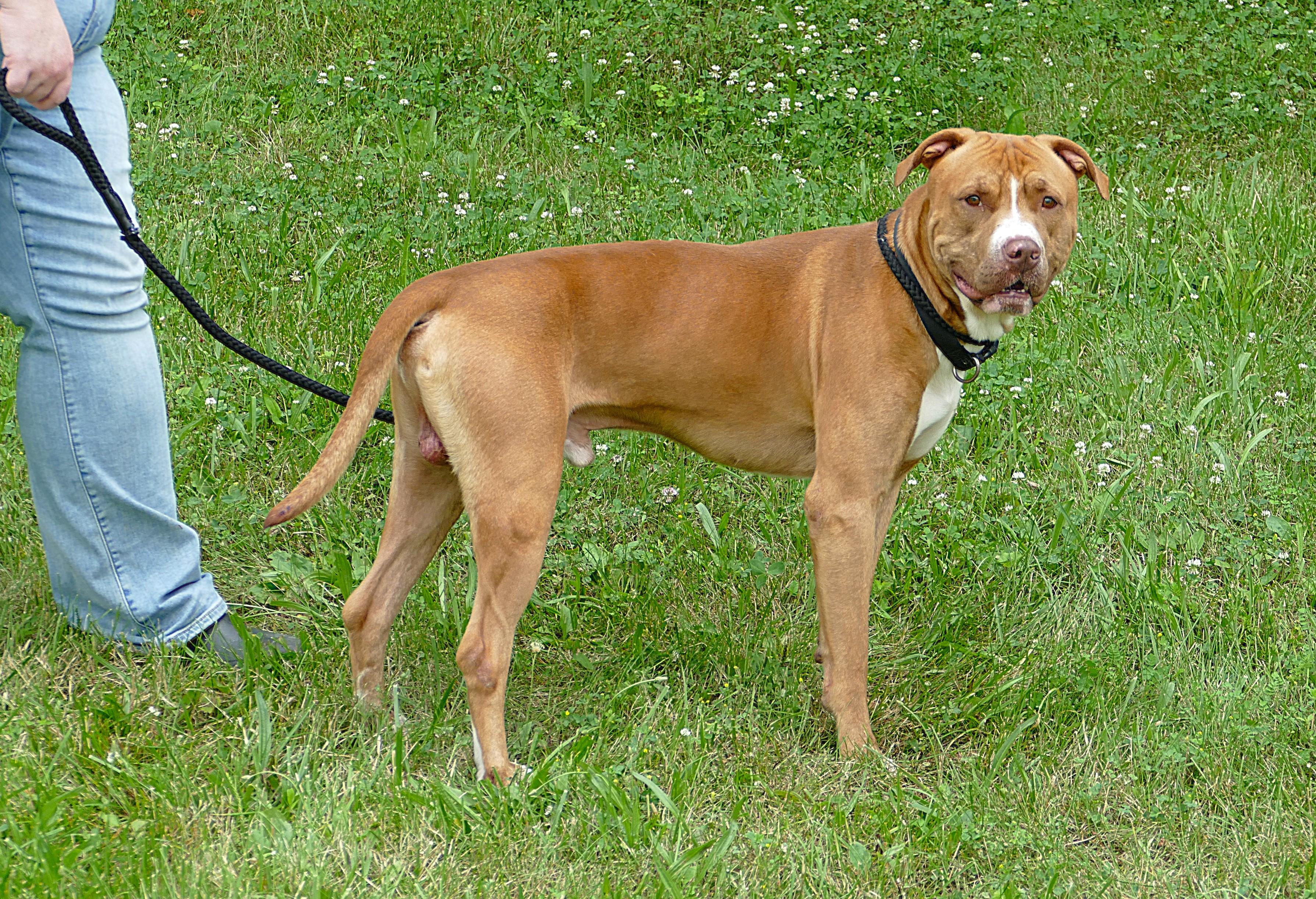 FINN, ADOPTABLE, Adult Male Pit Bull Terrier.