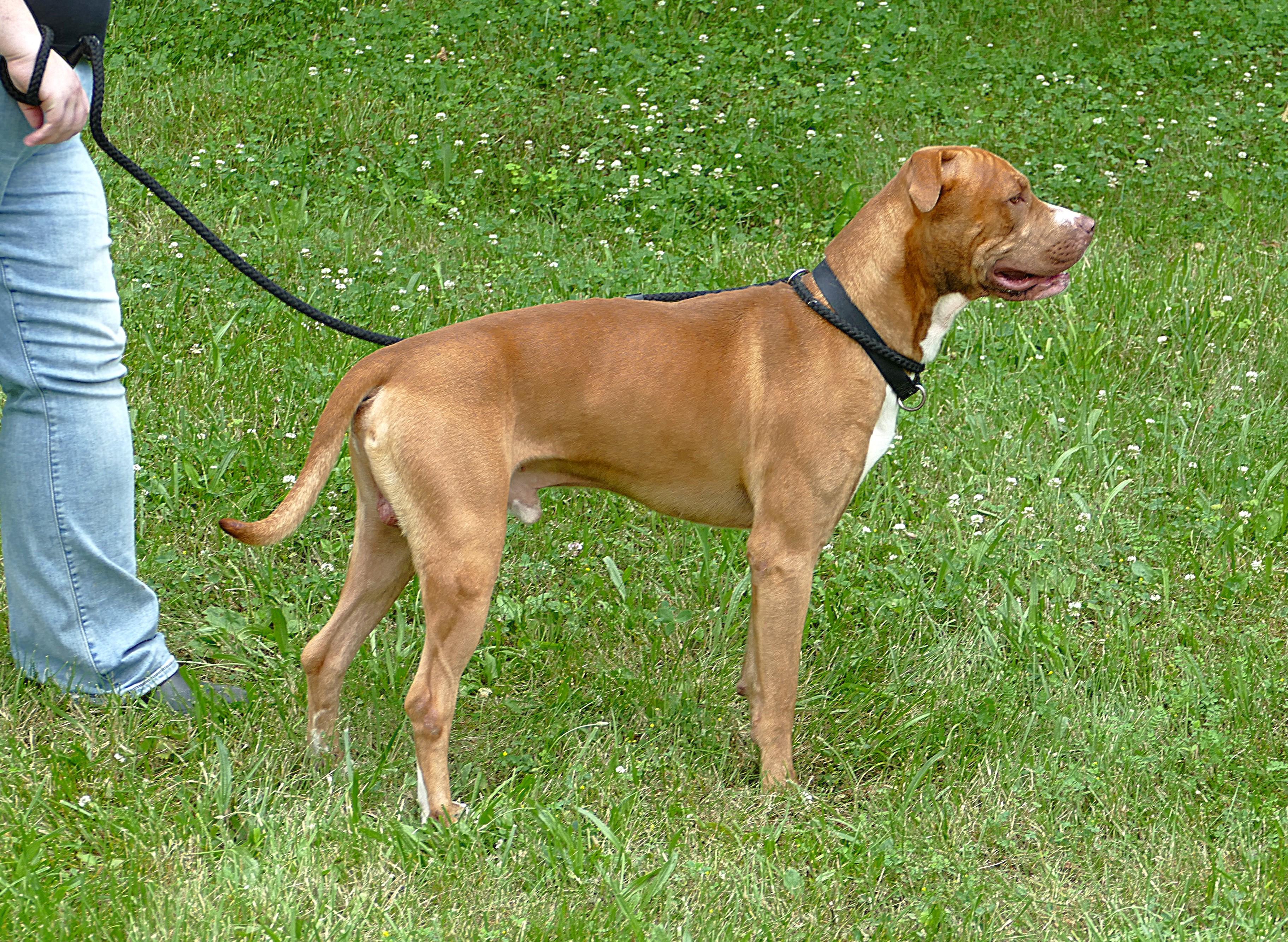 FINN, a ADOPTABLE mixed breed in Beechbottom, WV image 2/4