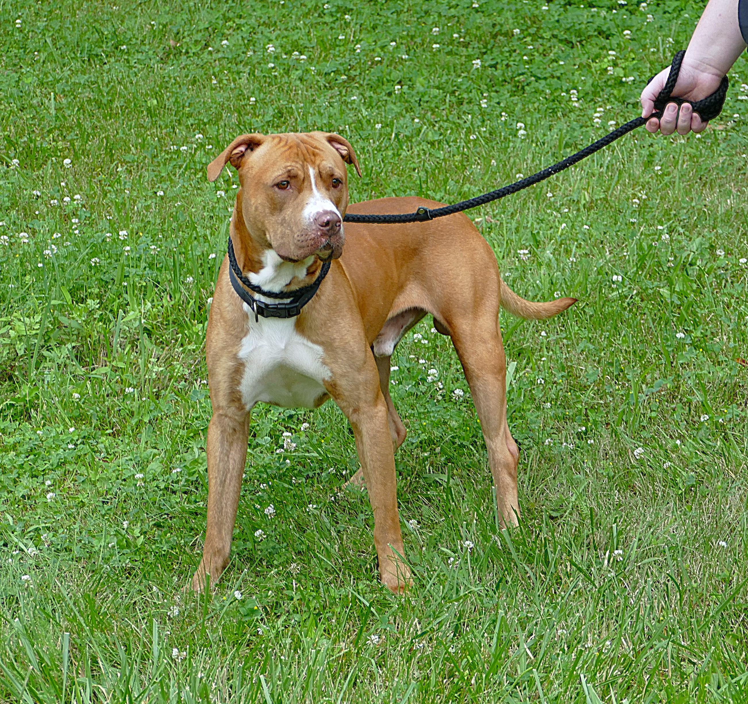 FINN, a ADOPTABLE mixed breed in Beechbottom, WV image 4/4
