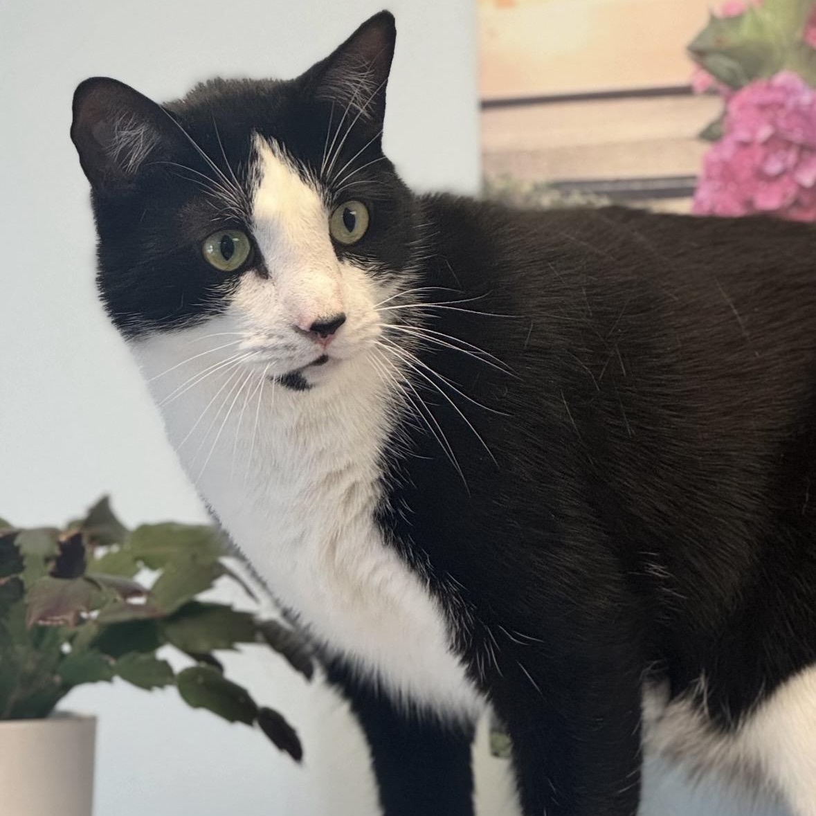 Catteous Binx, ADOPTABLE, Adult Male Domestic Short Hair.