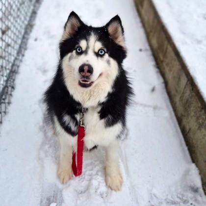 Enlarge Demby, a ADOPTABLE Mixed Breed in Collingwood, ON image 1/1