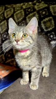 Aggi, Adoptable, Kitten Female Domestic Short Hair.