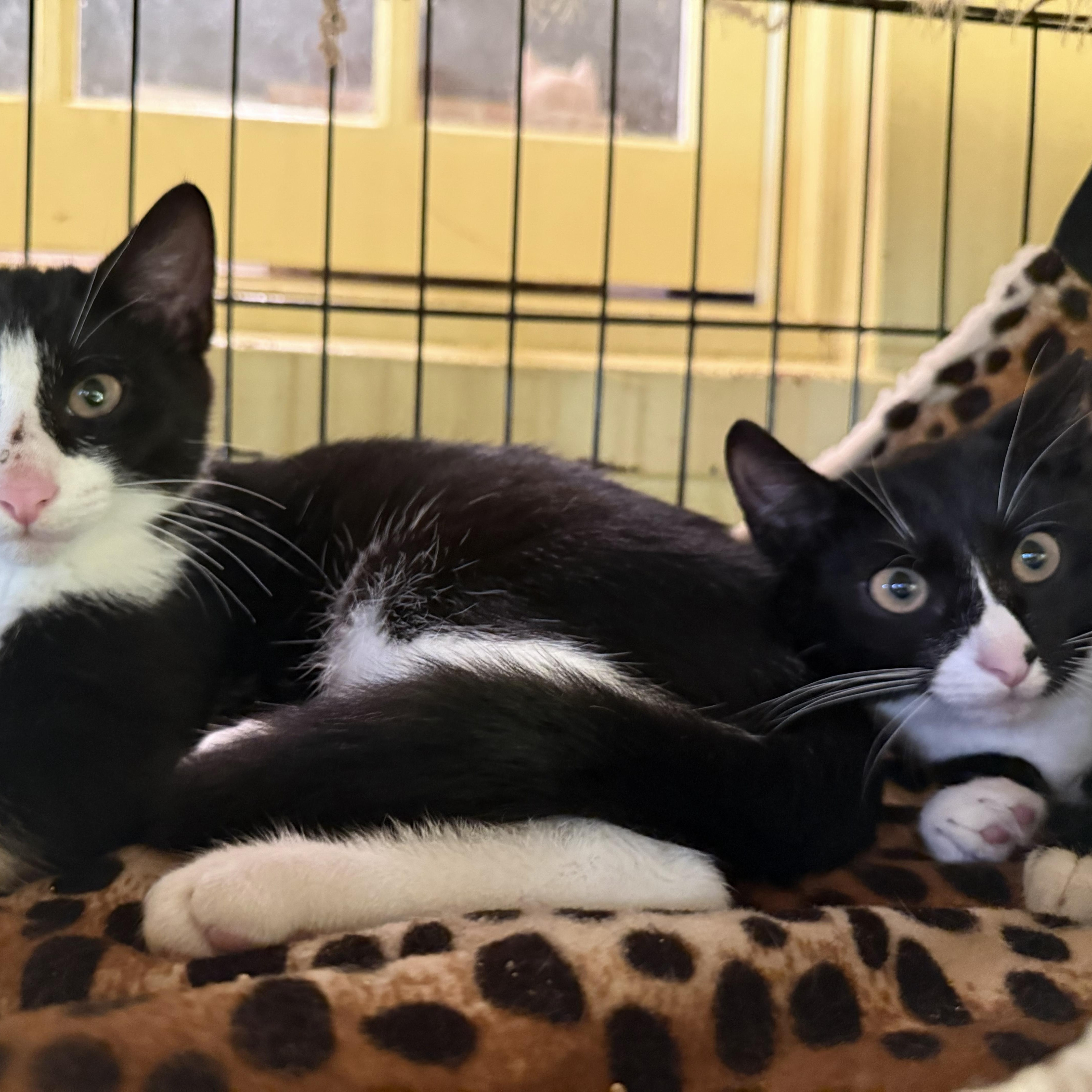 Enlarge Carmen, a ADOPTABLE Domestic Short Hair in West Orange, NJ image 2/2