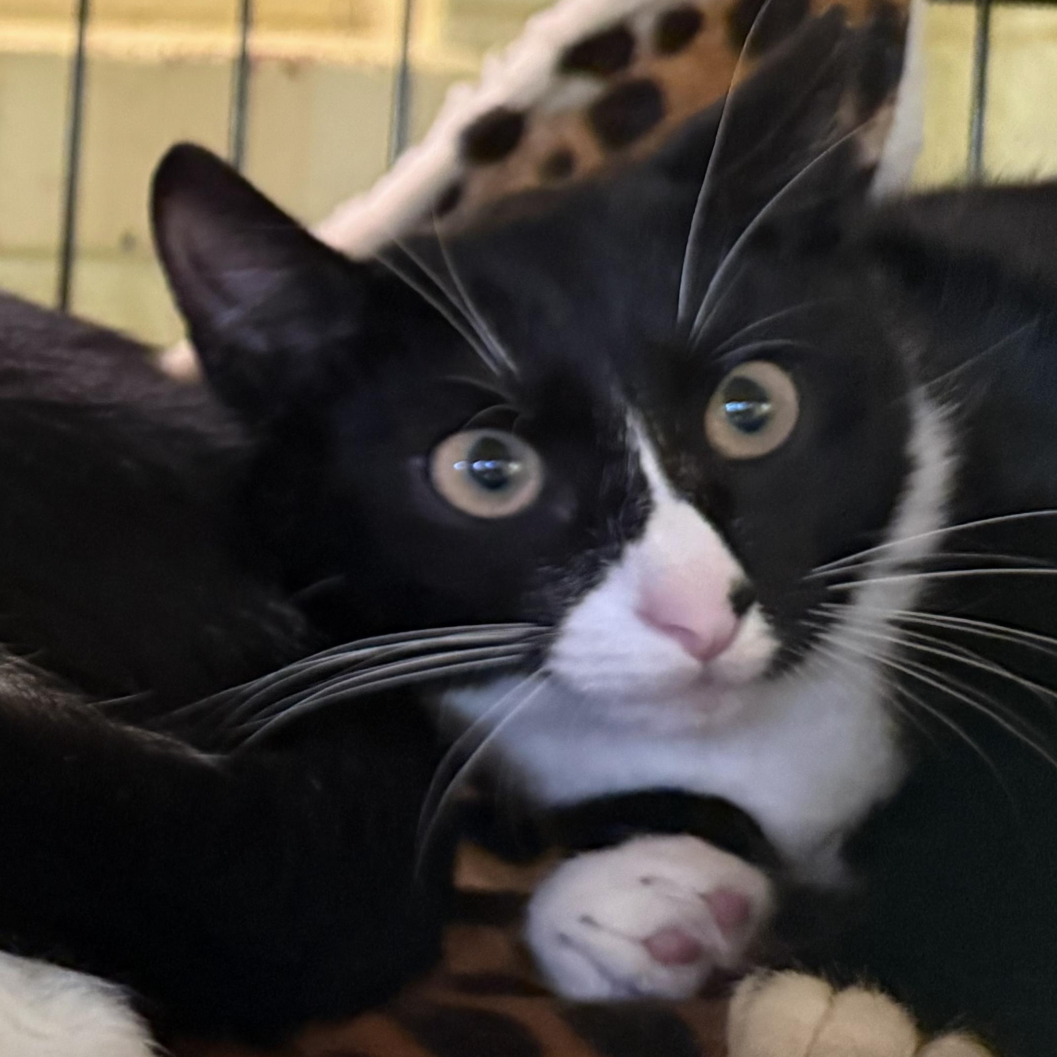 Carmen, ADOPTABLE, Young Female Domestic Short Hair.