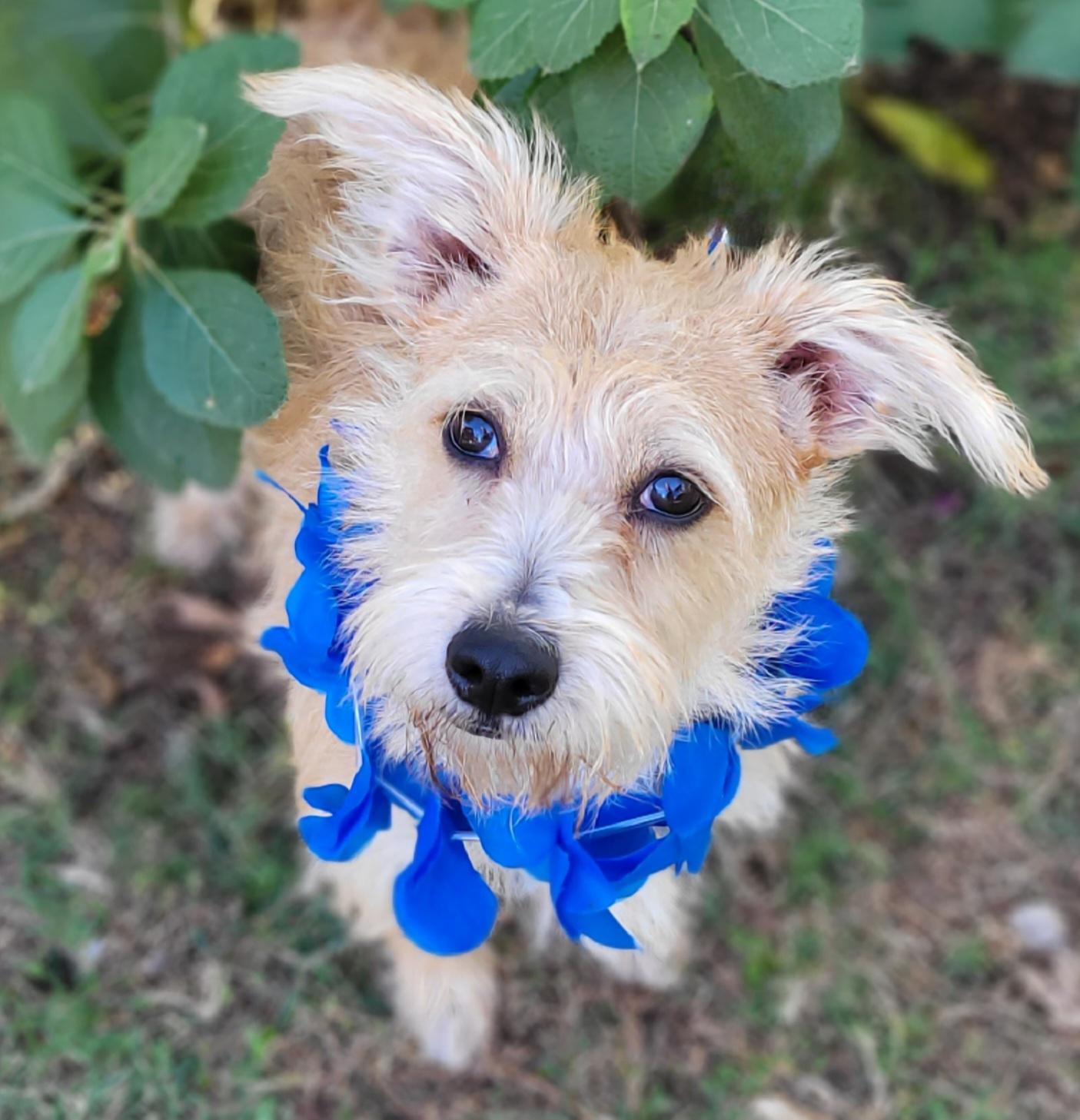 Enlarge Groovy, a Adoptable mixed breed in Vernon, TX image 2/2