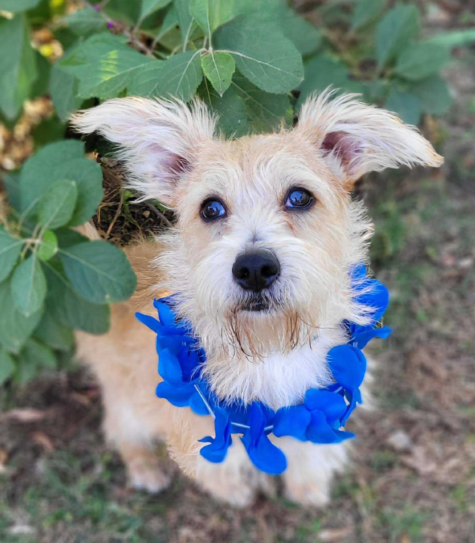Groovy, Adoptable, Adult Male Wirehaired Terrier.