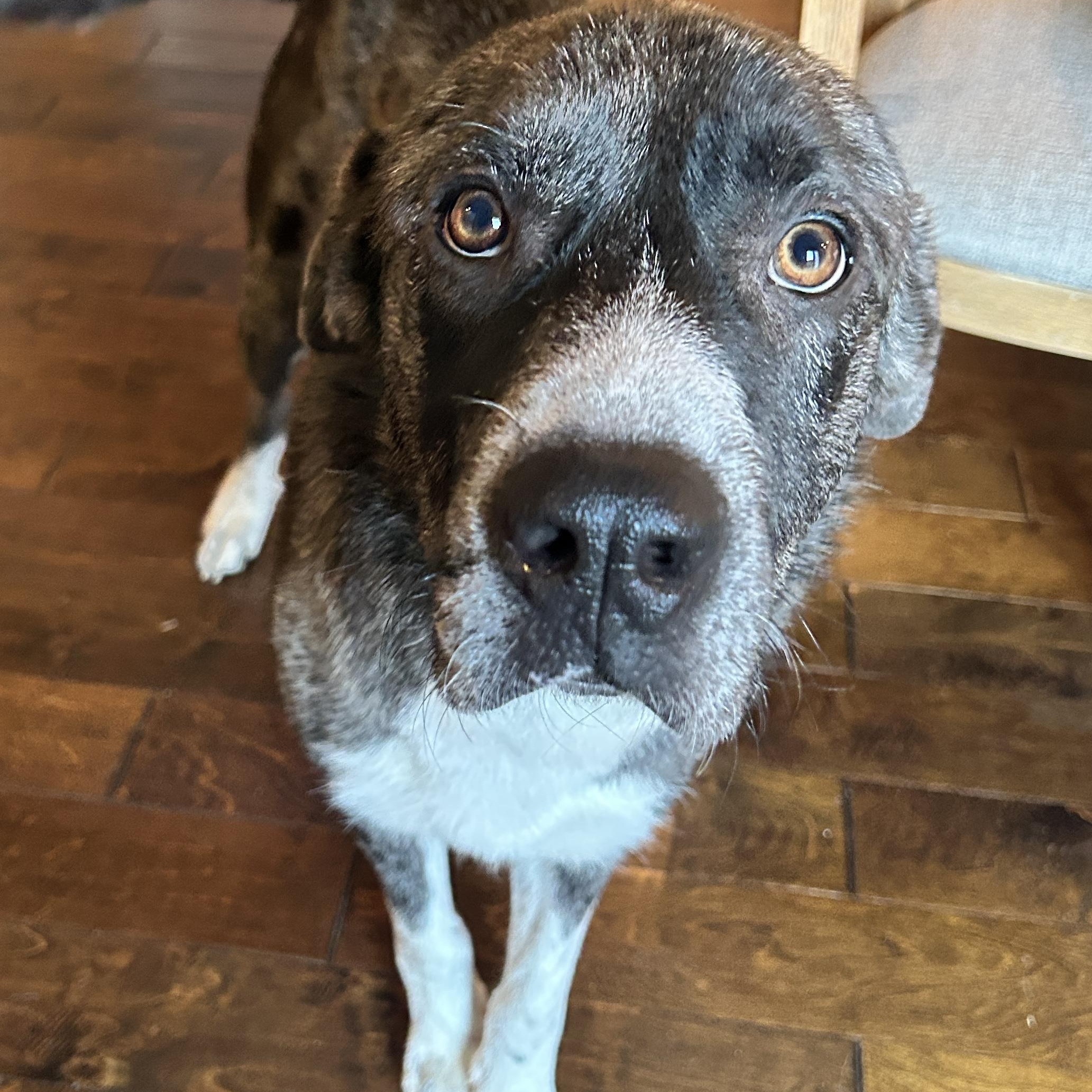 Goose, adopted, Young Male Great Pyrenees.