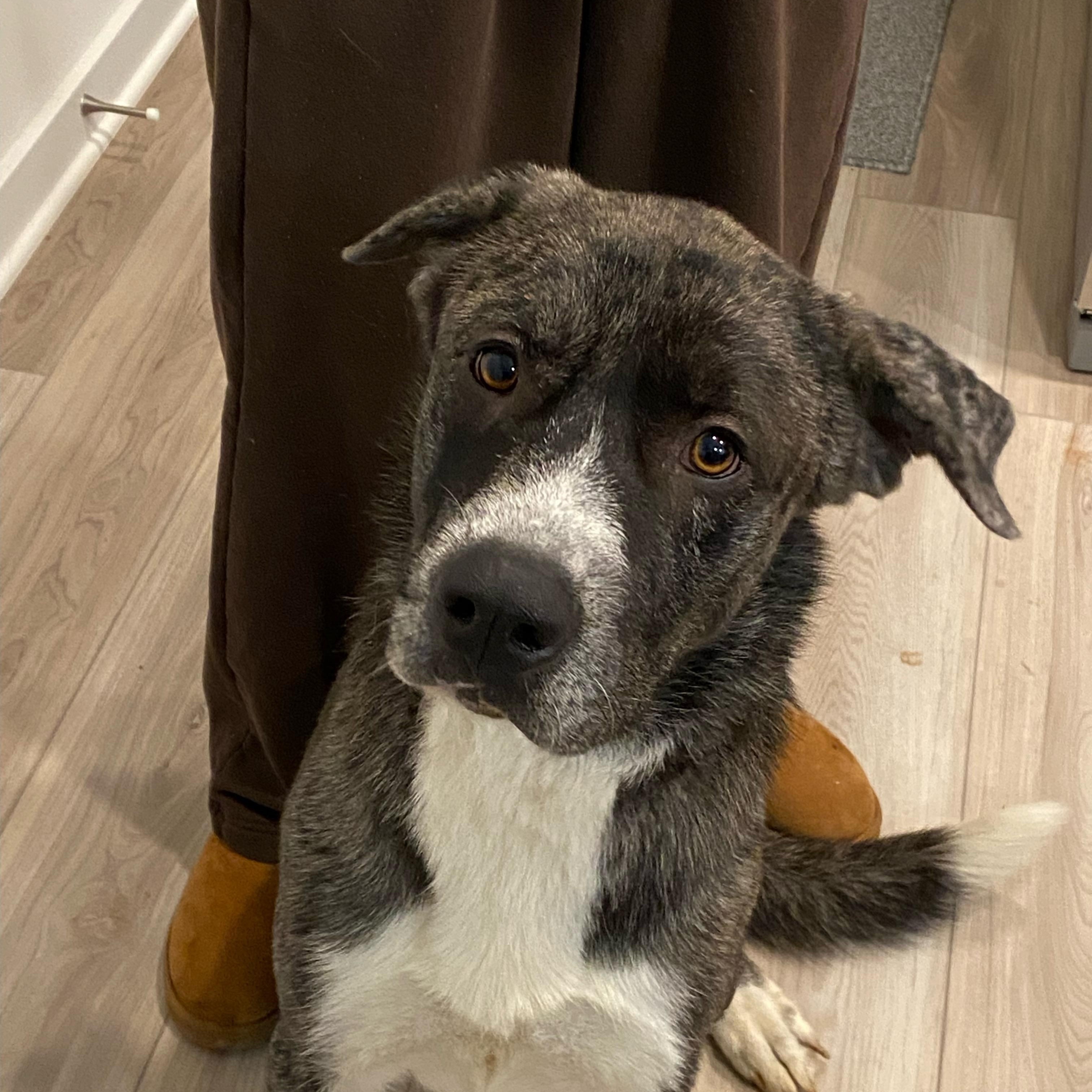 Enlarge Goose, an adopted mixed breed in Brentwood, TN image 2/3