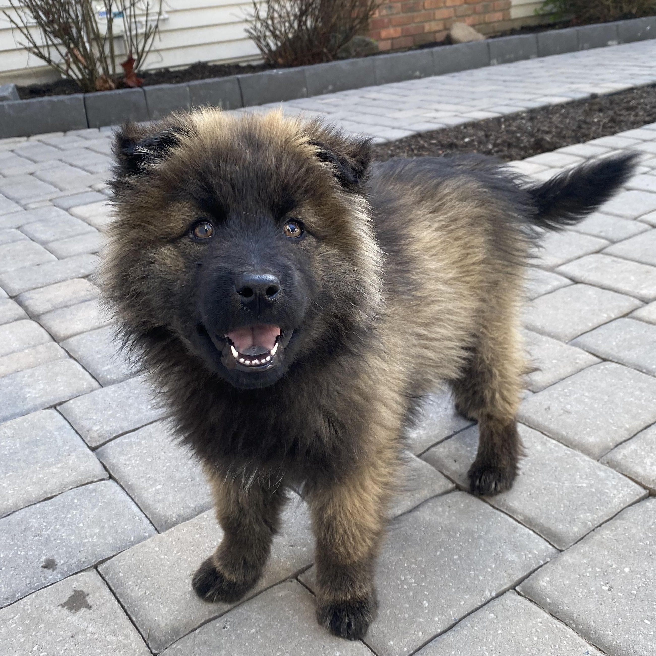 Amy, ADOPTABLE, Puppy Female Chow Chow.