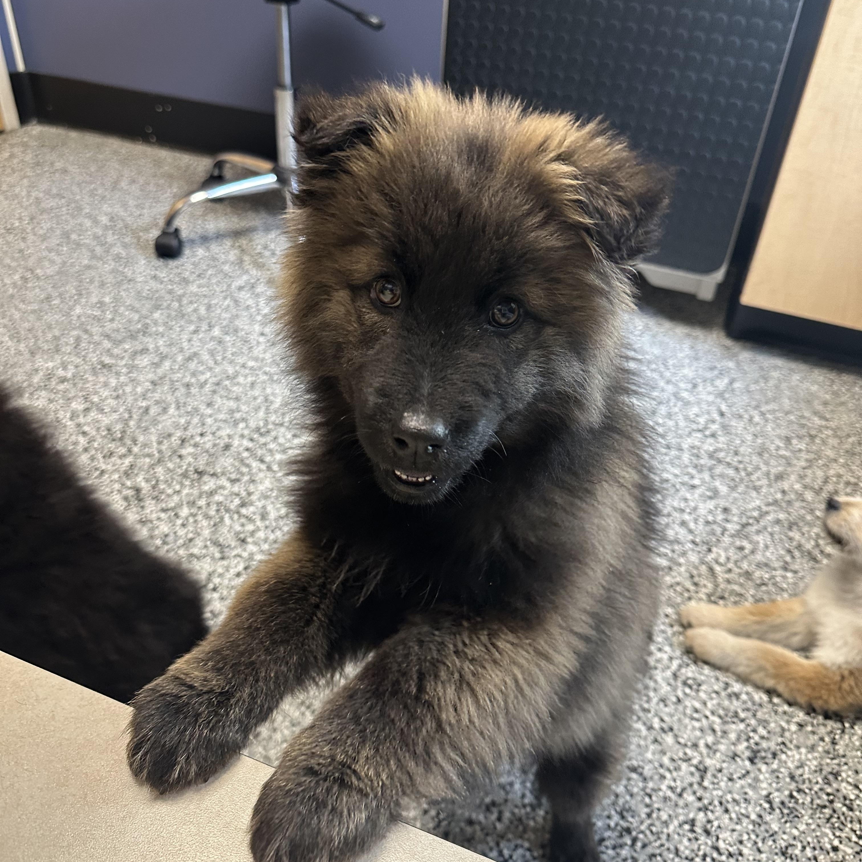 Amy, a ADOPTABLE mixed breed in Sammamish, WA image 2/6