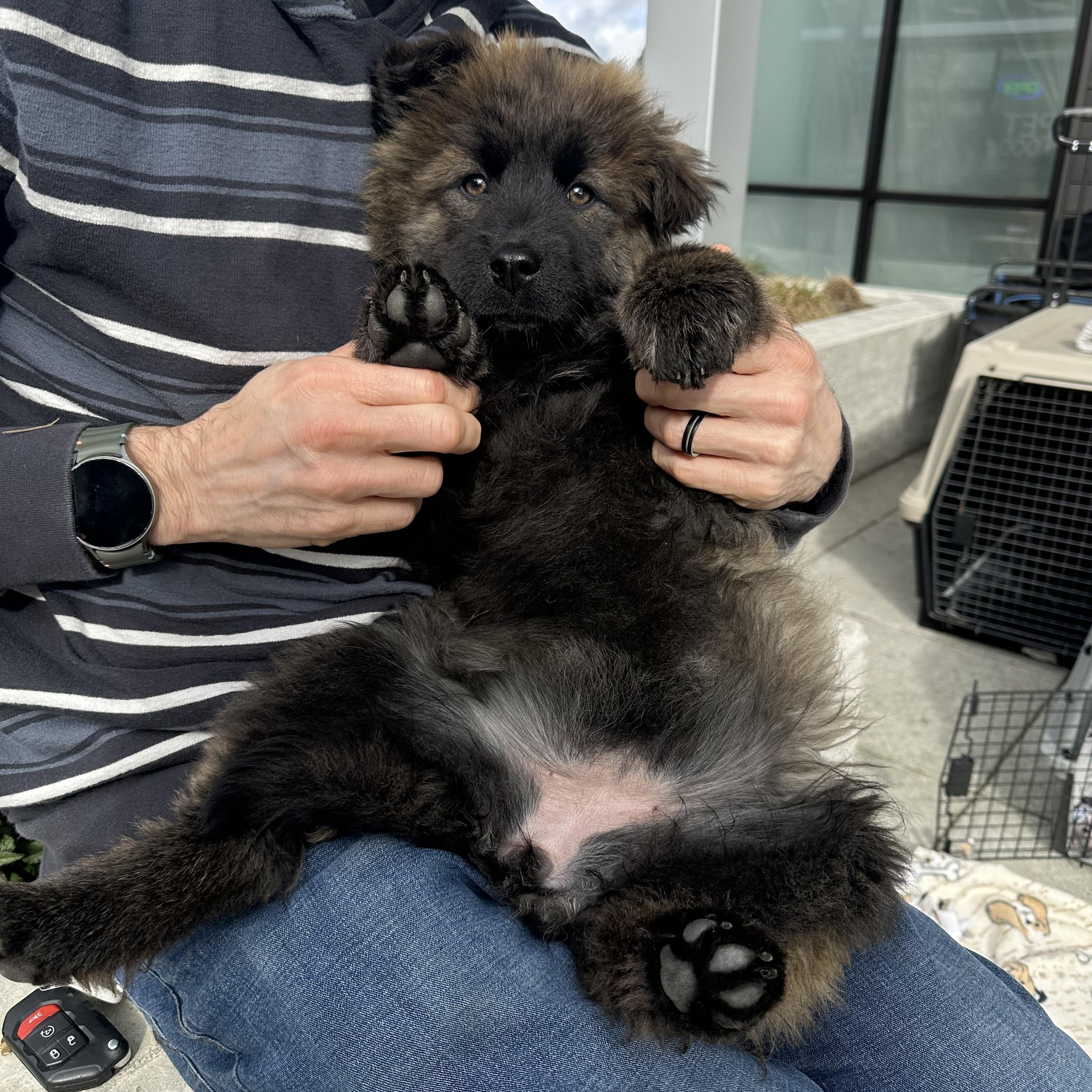 Amy, a ADOPTABLE mixed breed in Sammamish, WA image 6/6