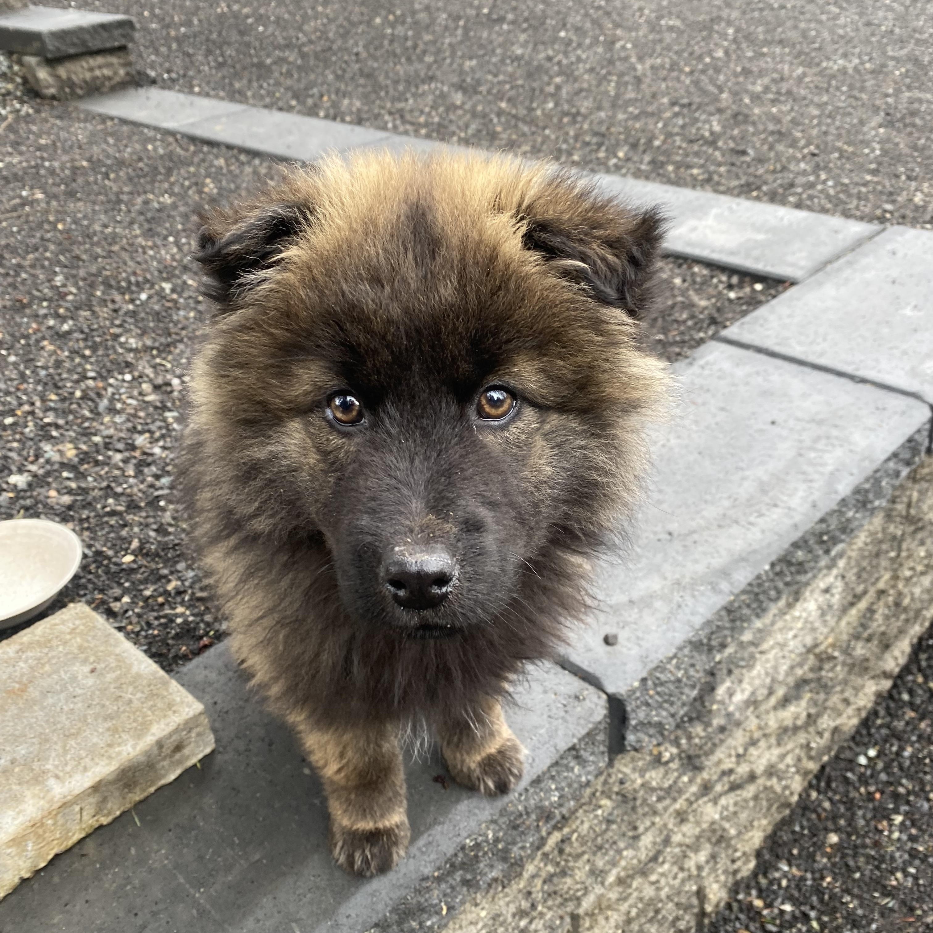 Amy, a ADOPTABLE mixed breed in Sammamish, WA image 3/6