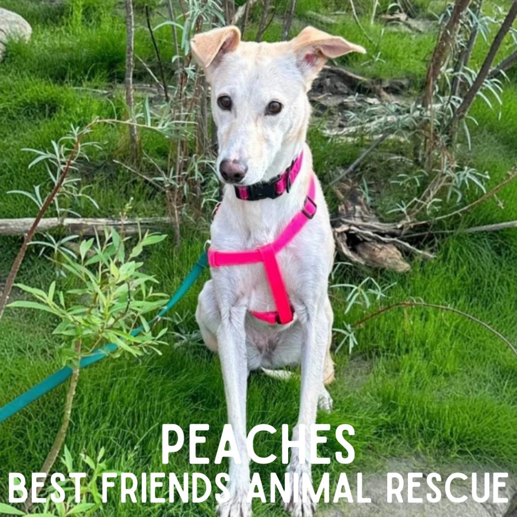 Peaches, Adoptable, Adult Female Husky.