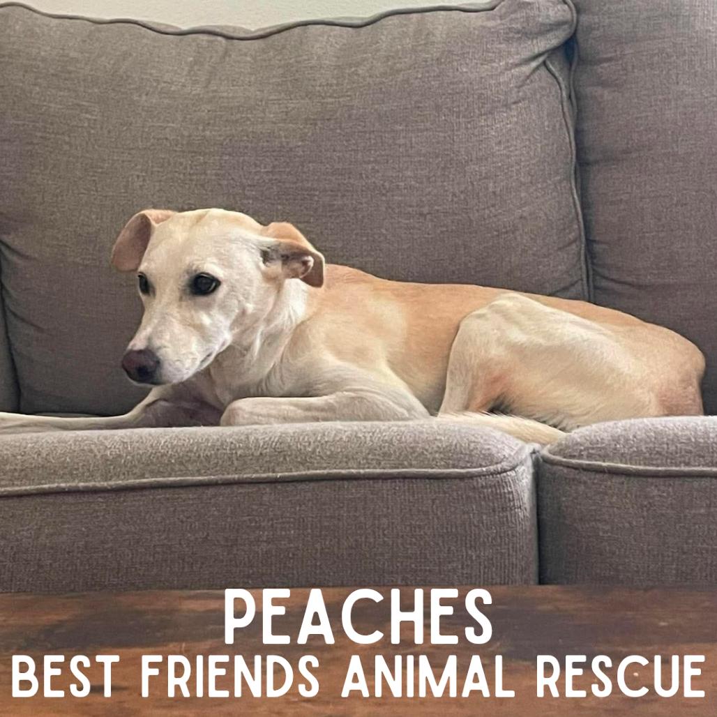 Peaches, a Adoptable Husky in Wasilla, AK image 2/5