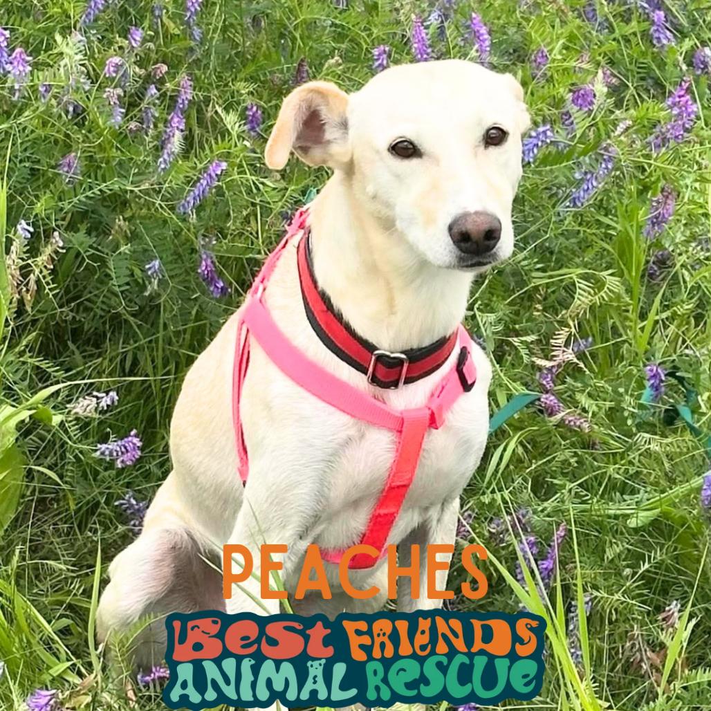 Enlarge Peaches, a Adoptable Husky in Wasilla, AK image 3/6