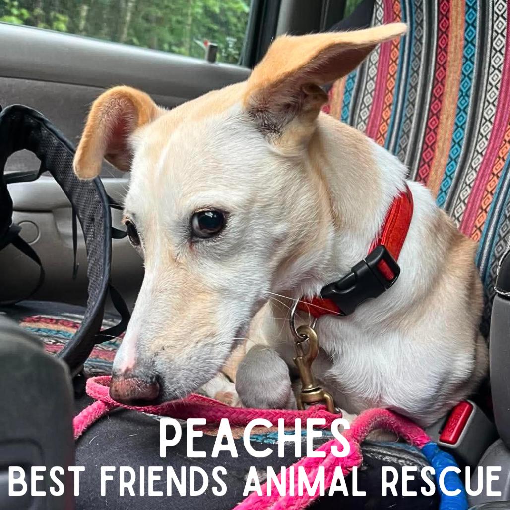 Peaches, a Adoptable Husky in Wasilla, AK image 3/5