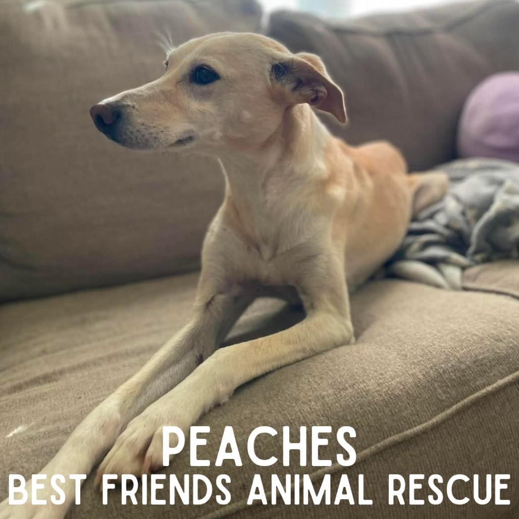 Peaches, a Adoptable Husky in Wasilla, AK image 4/5