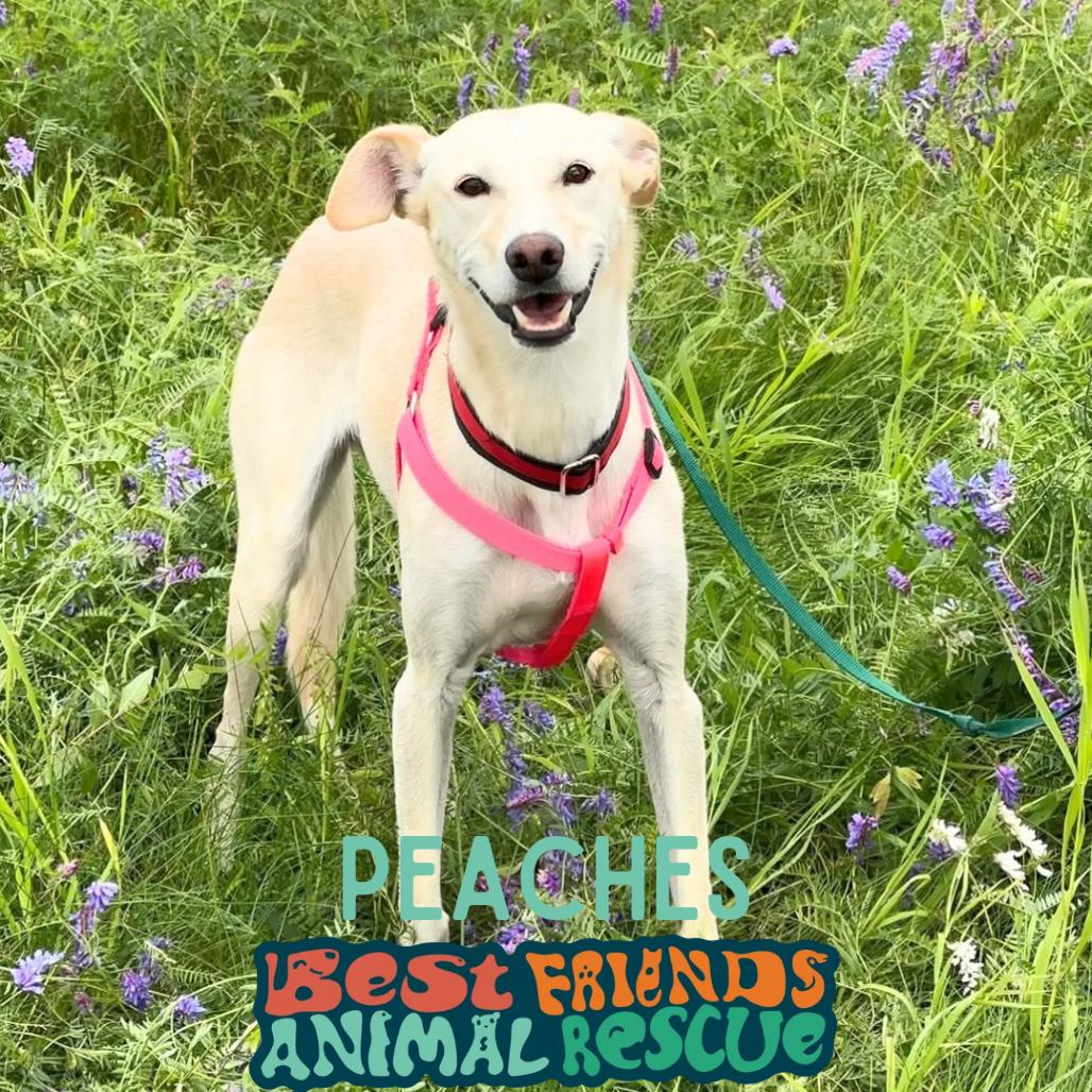 Peaches, a Adoptable Husky in Wasilla, AK image 5/5