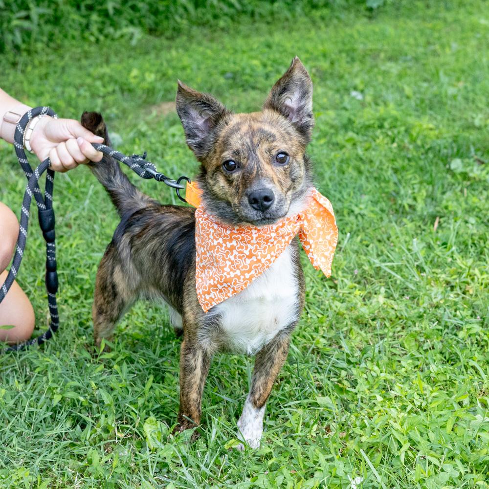 Chip (Male), an adopted mixed breed in West Grove, PA image 2/6