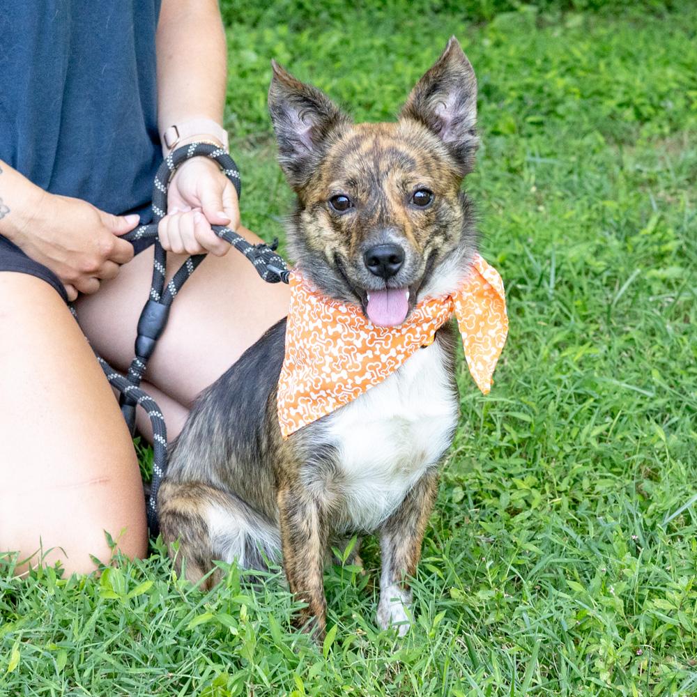 Chip (Male), an adopted mixed breed in West Grove, PA image 3/6