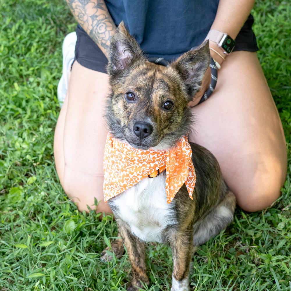 Chip (Male), an adopted mixed breed in West Grove, PA image 6/6