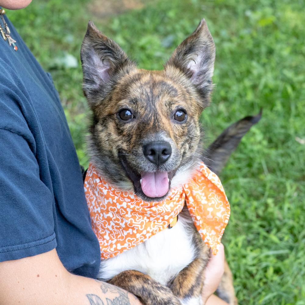 Chip (Male), adopted, Young Male Australian Shepherd & Catahoula Leopard Dog.