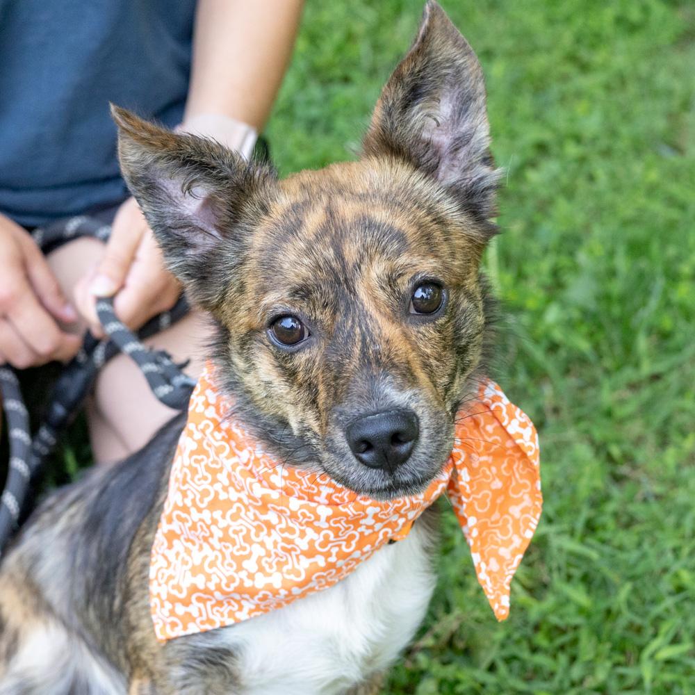 Chip (Male), an adopted mixed breed in West Grove, PA image 4/6
