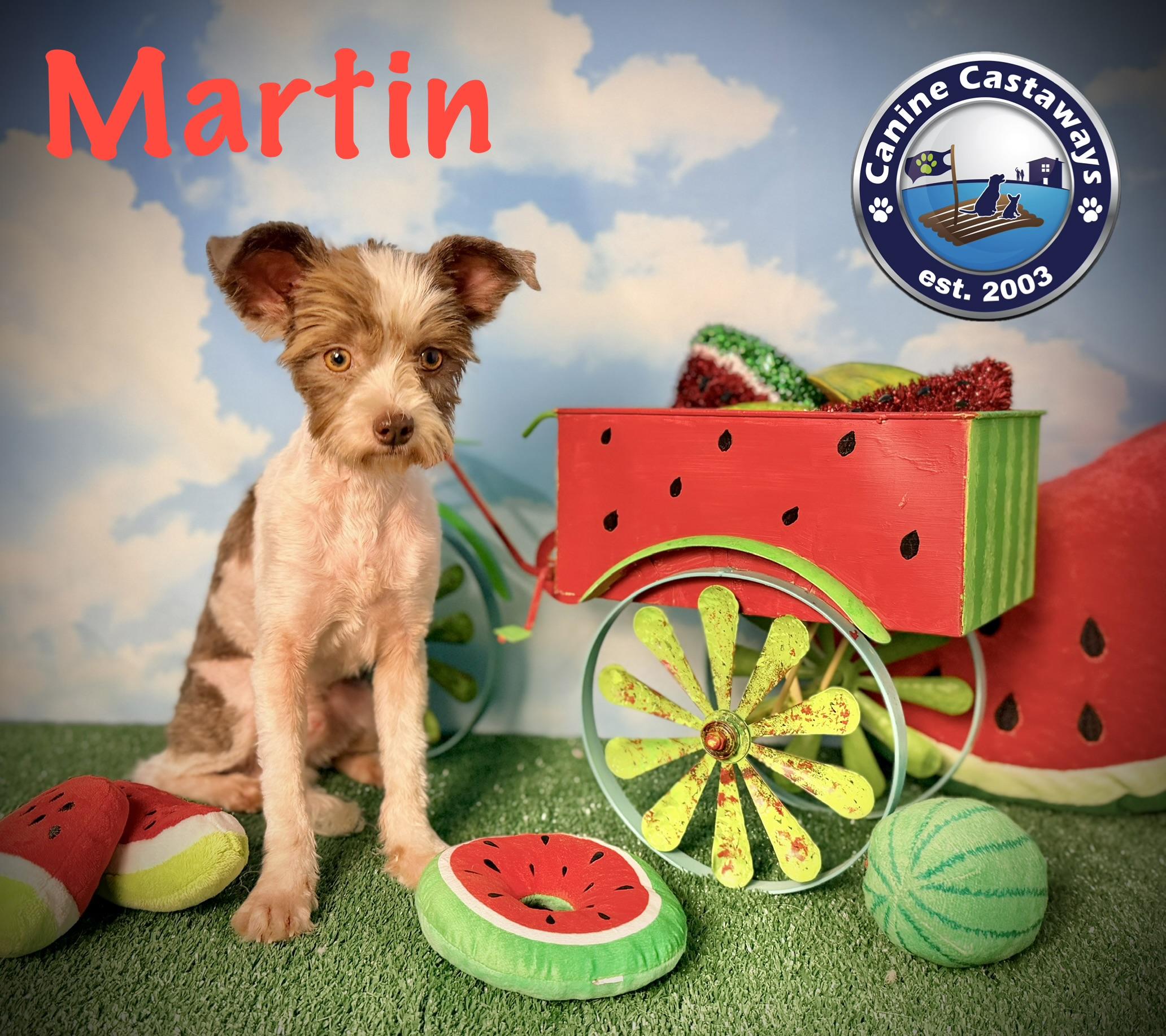 Enlarge Martin, a ADOPTABLE mixed breed in Arcadia, FL image 1/5