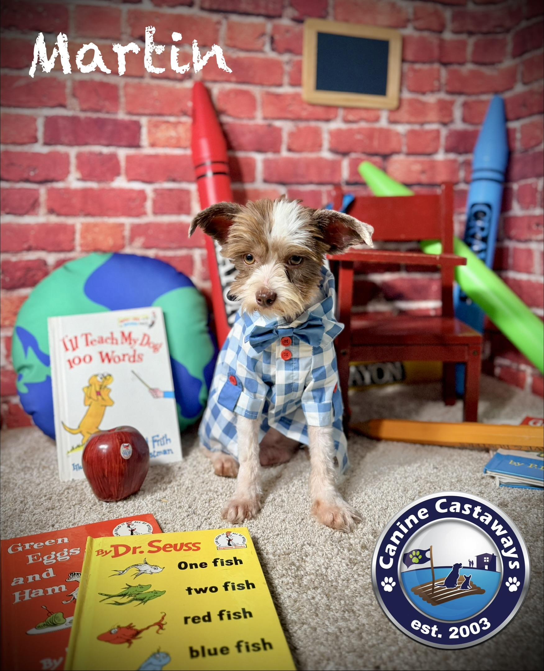 Enlarge Martin, a ADOPTABLE mixed breed in Arcadia, FL image 5/5