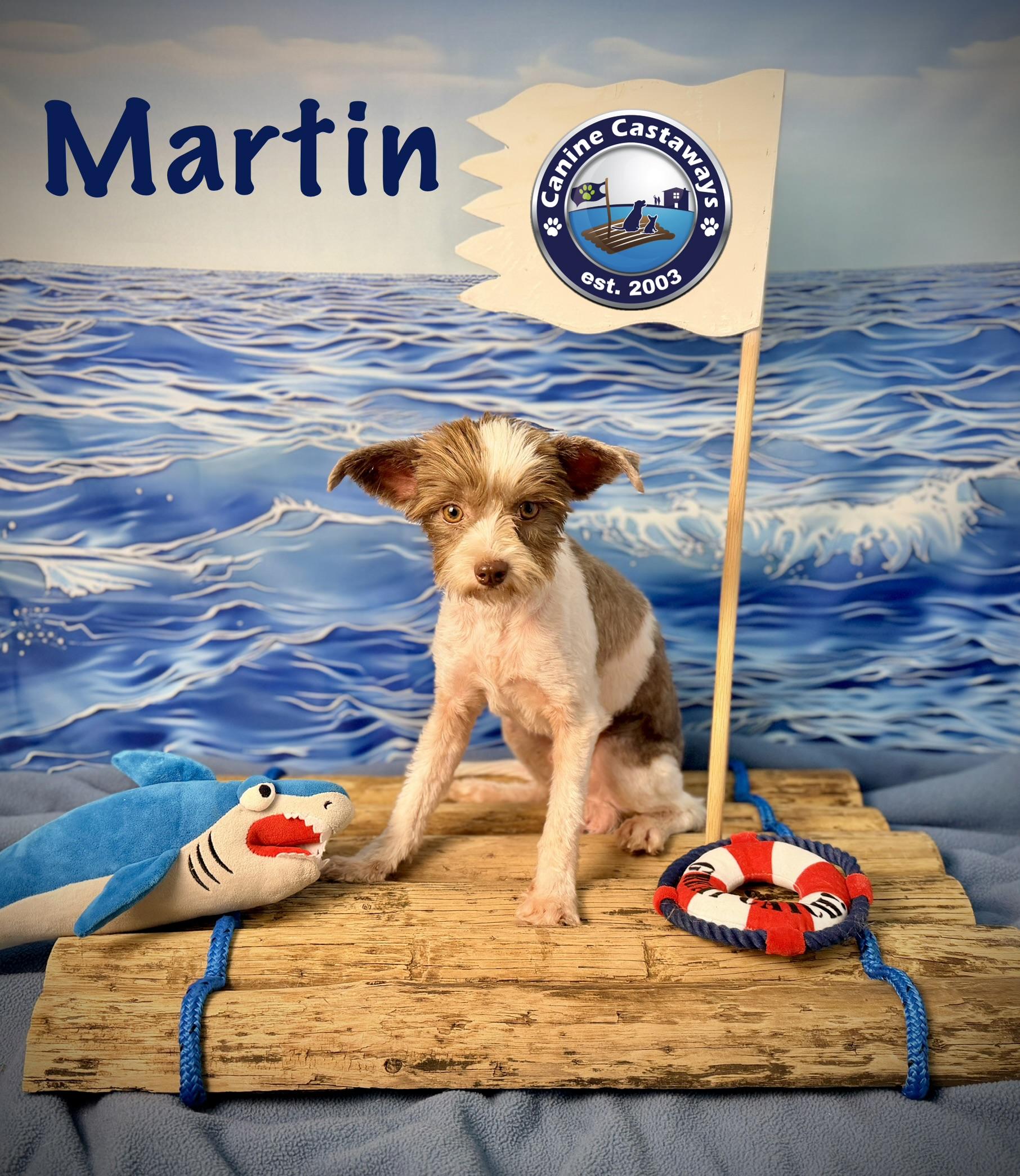 Enlarge Martin, a ADOPTABLE mixed breed in Arcadia, FL image 2/5