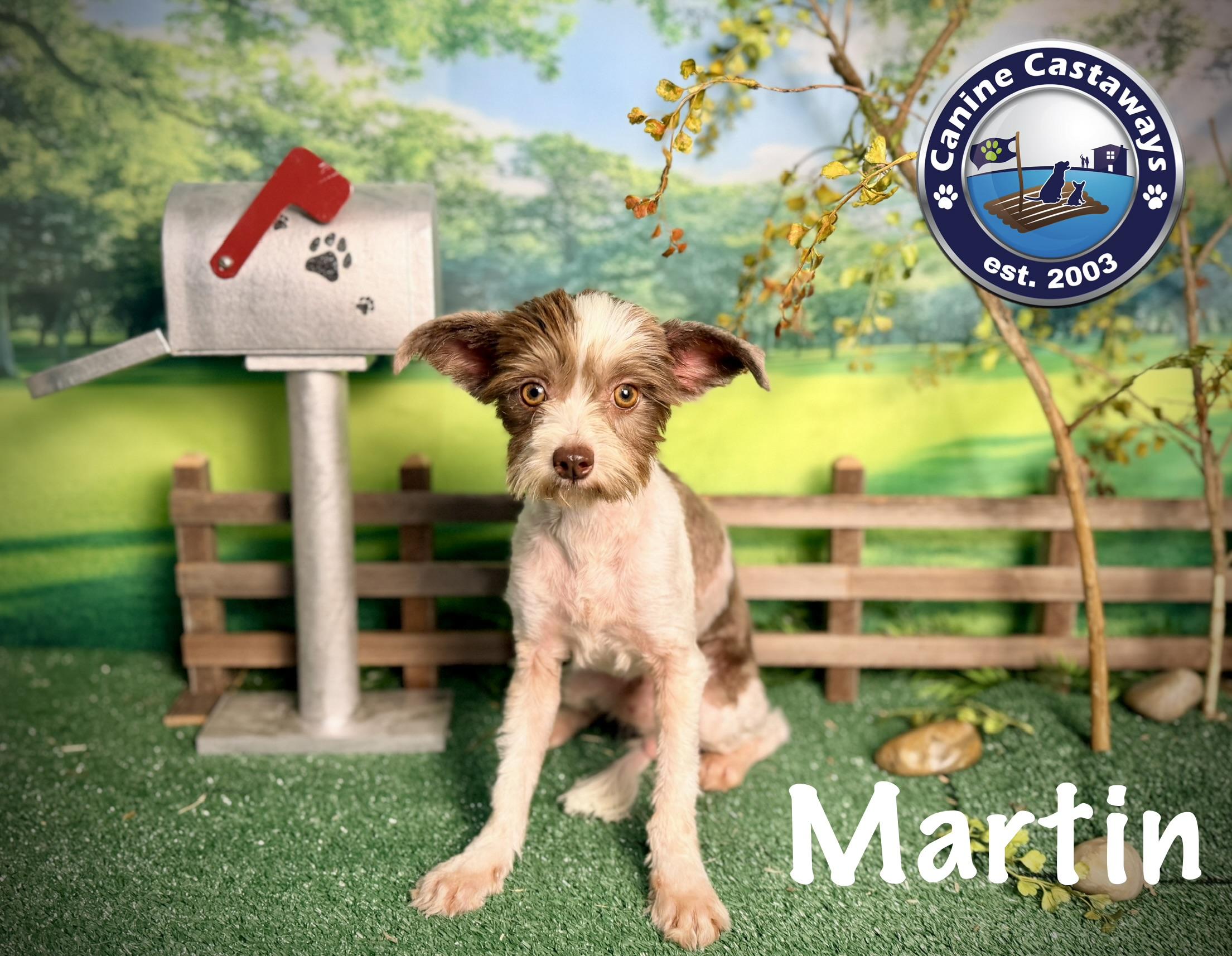 Enlarge Martin, a ADOPTABLE mixed breed in Arcadia, FL image 3/5