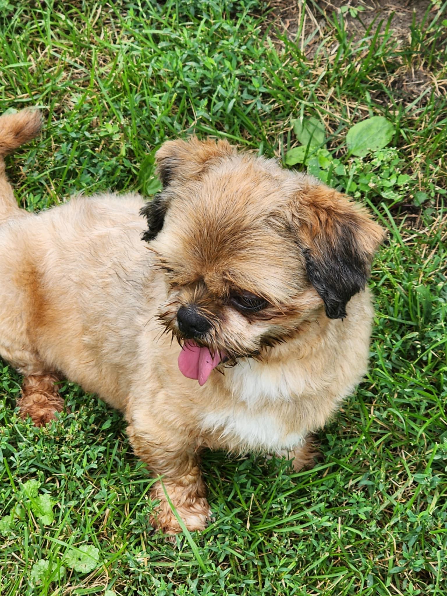 Bison, a Adopted Shih Tzu in Newton, IA image 4/5