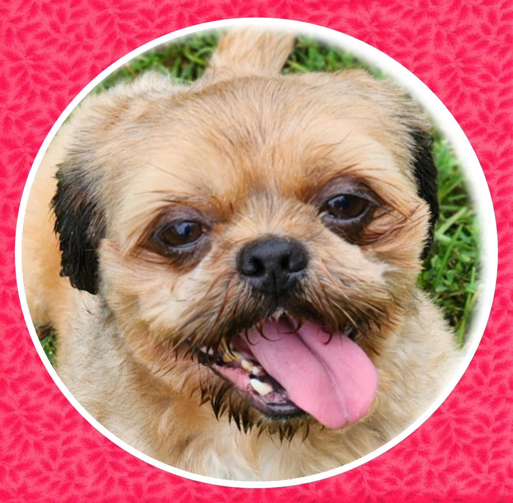 Bison, Adopted, Adult Male Shih Tzu.