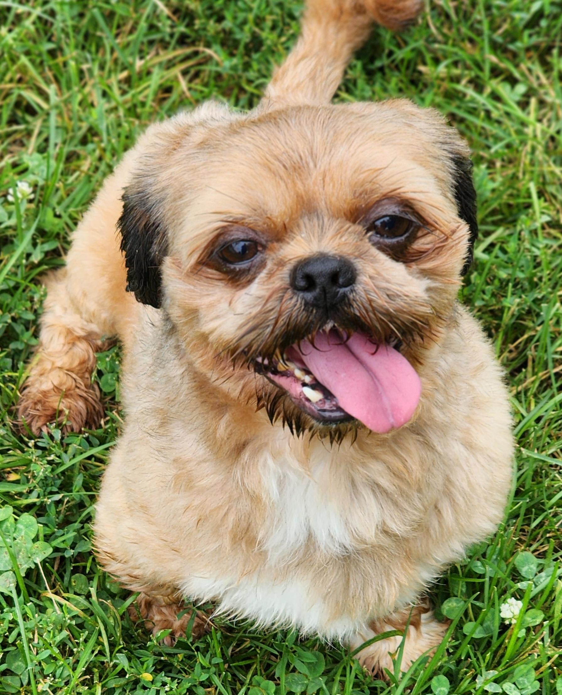 Bison, a Adopted Shih Tzu in Newton, IA image 2/5