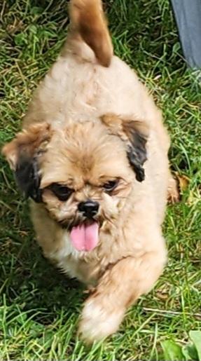 Bison, a Adopted Shih Tzu in Newton, IA image 3/5