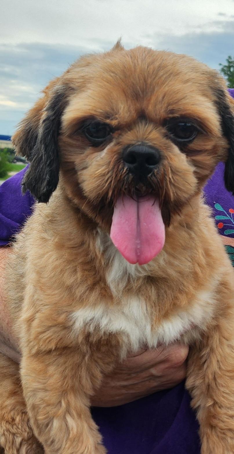 Bison, a Adopted Shih Tzu in Newton, IA image 5/5