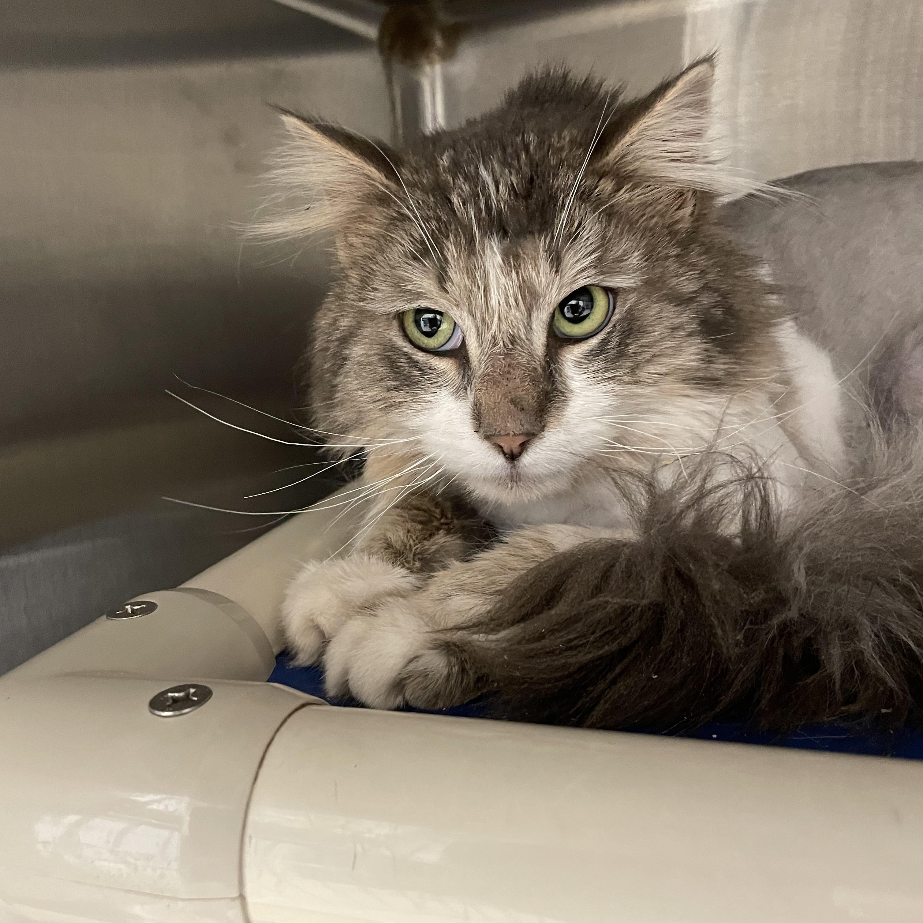 Toby, adopted, Young Male Domestic Medium Hair.