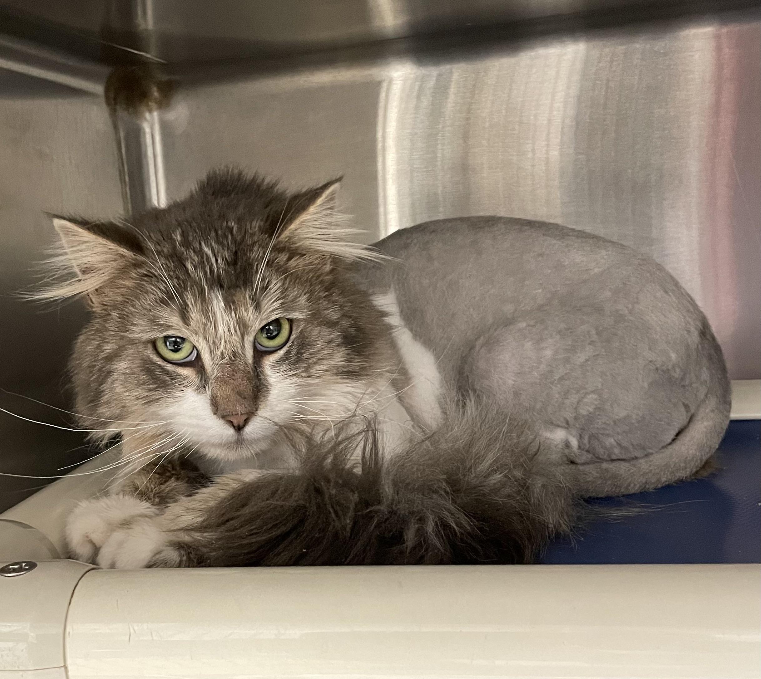 Enlarge Toby, an adopted Domestic Medium Hair in North Kingstown, RI image 4/5