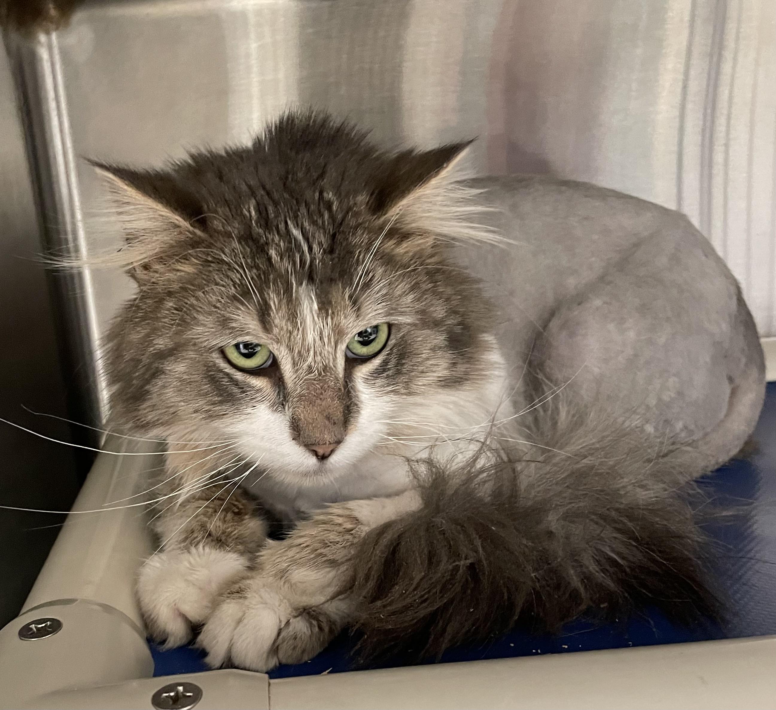 Enlarge Toby, an adopted Domestic Medium Hair in North Kingstown, RI image 2/5